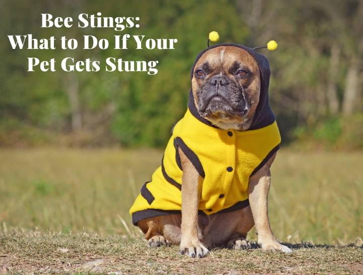 Bee Stings: What to Do When Your Pet Gets Stung