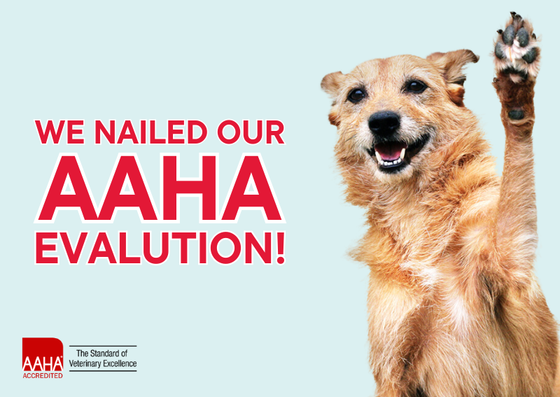 Carousel Slide 1: AAHA accredited veterinary hospital