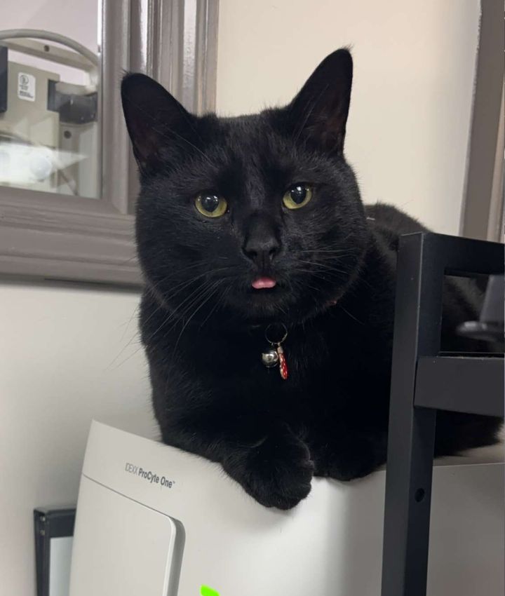 Purrogi, Clinic Cat